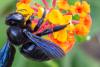 Xylocopa violacea